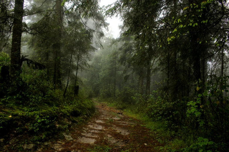 a dirt road surrounded by tall trees in a forest