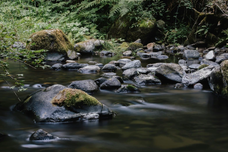 some rocks in the water and some plants