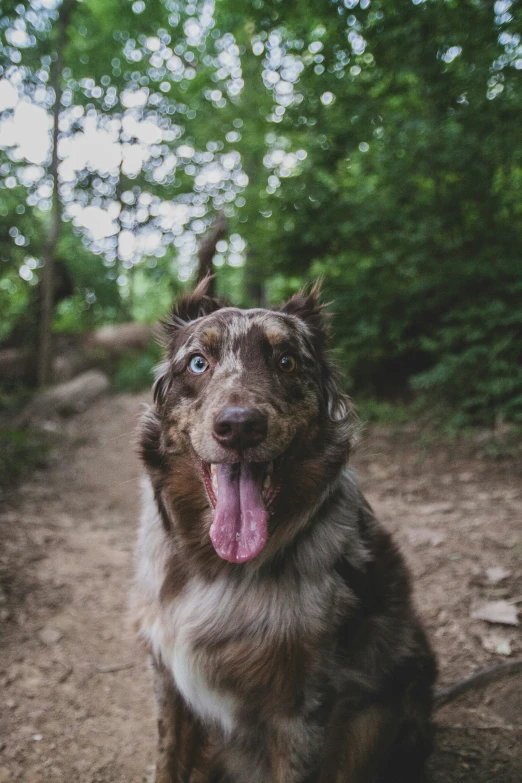 a dog sitting down in the dirt with its tongue hanging out