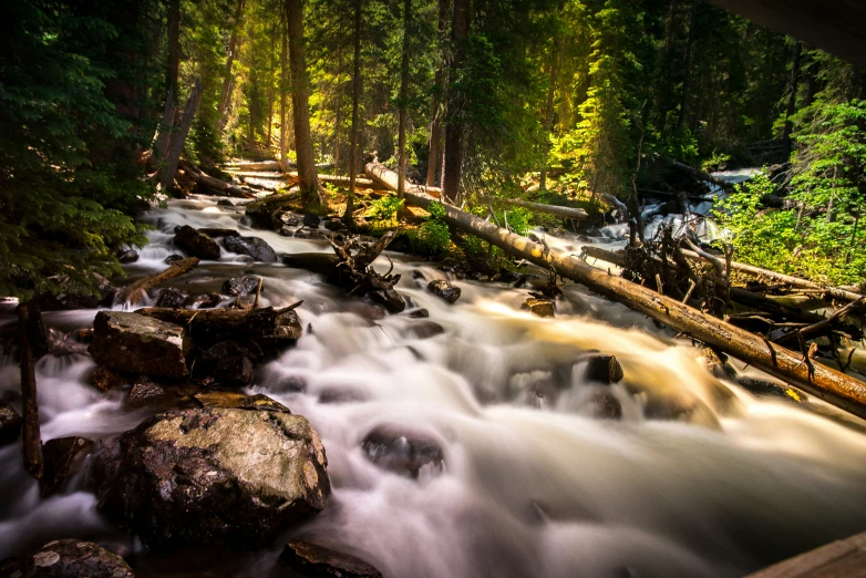 a stream in the forest with water flowing through it