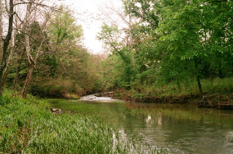 the water is calm and clear in the forest