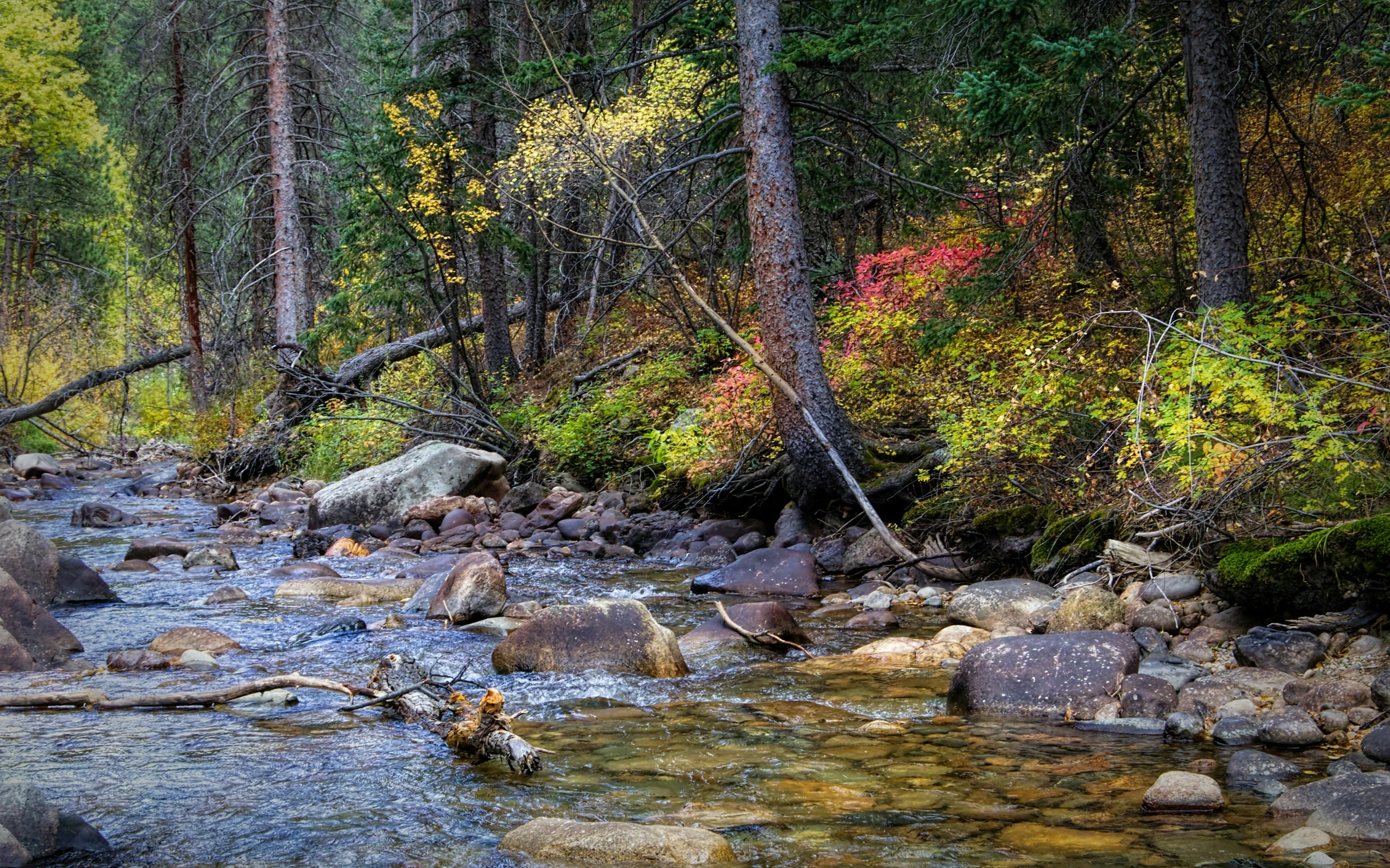 the trees in the forest are changing colors