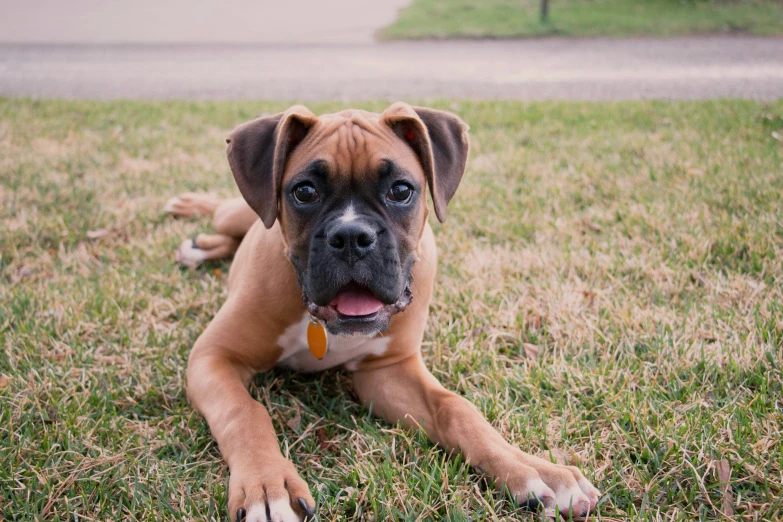 an adorable puppy lays down in the grass