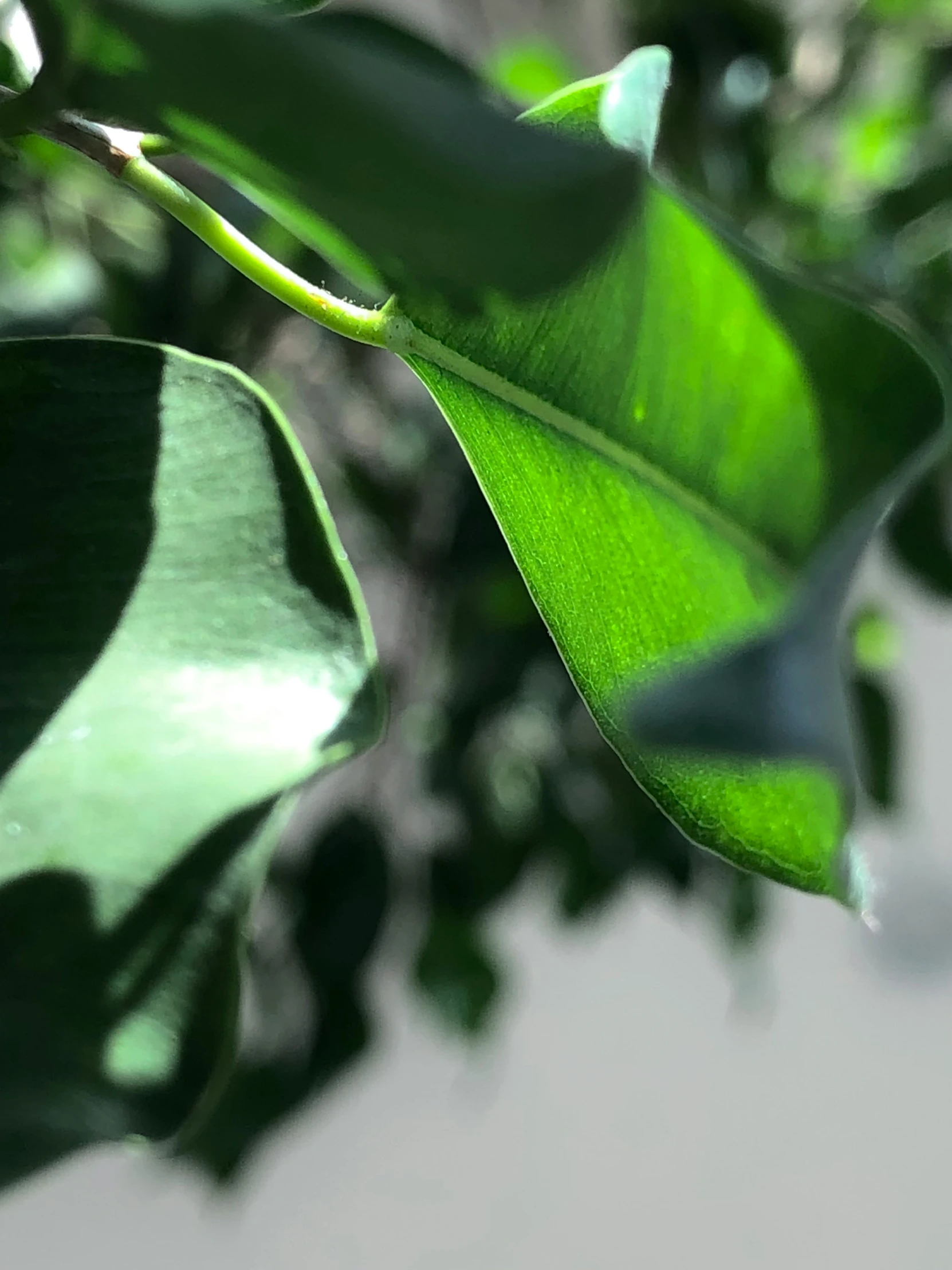 close up of a green leaf on a tree
