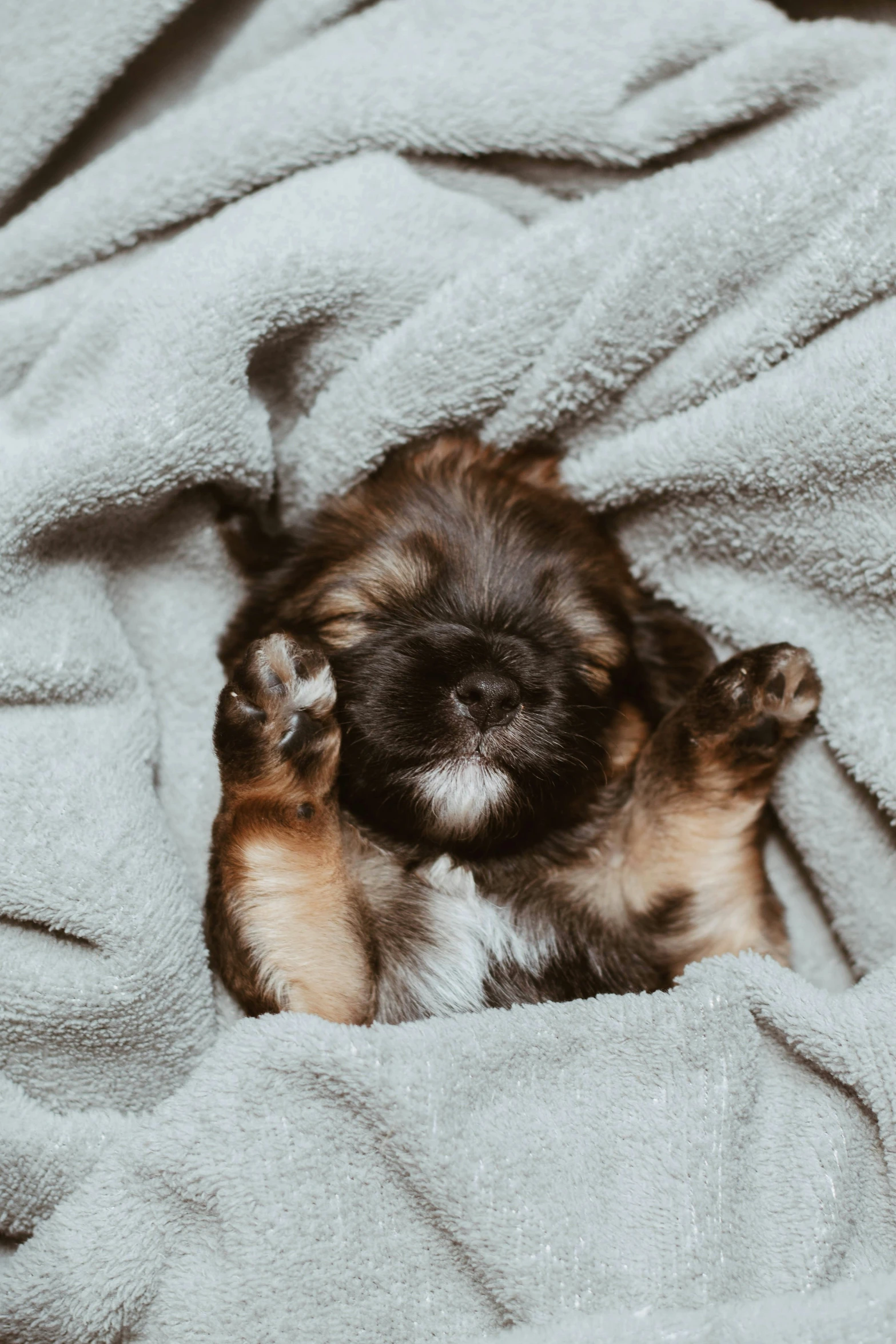 a little puppy is on a blanket with his paws in the air