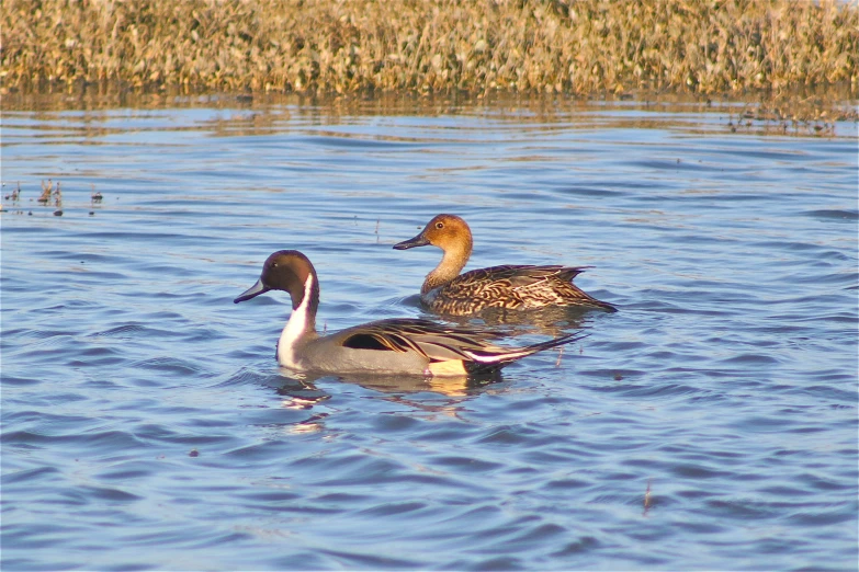 two ducks swim through water near plants