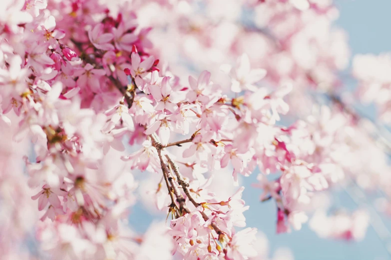 an artistic view of pink flowers growing on trees