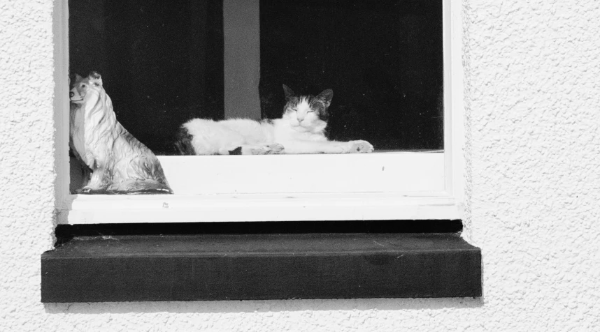 a cat laying on the window sill next to another cat