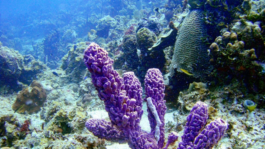 purple corals under water on the seabed