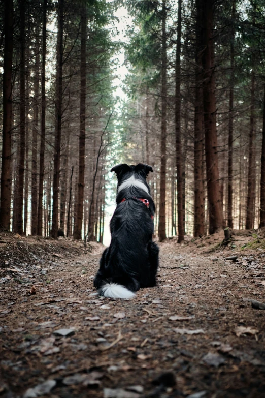 a black and white dog sitting in a forest