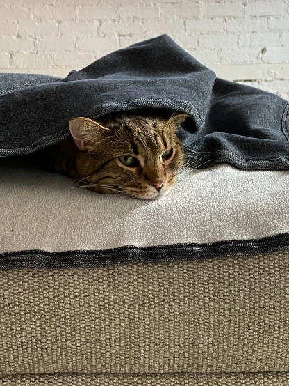 a cat peeking out of an empty bed