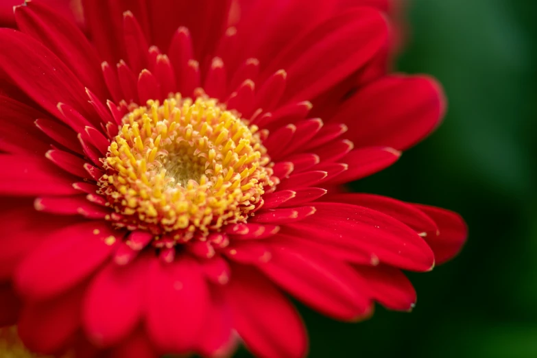 a red flower with a yellow center on it