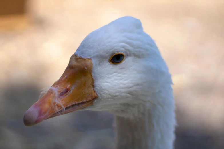 a close up of a duck with yellow eyes