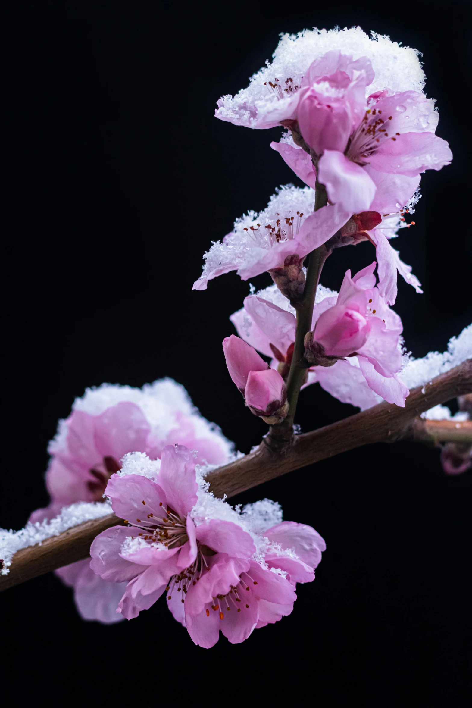 some pink flowers are in the snow