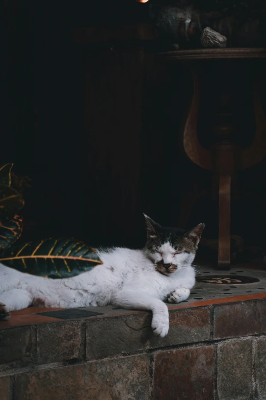 a cat lying on a ledge next to a vase