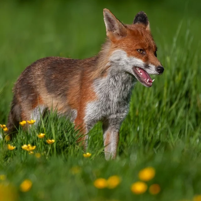 a small orange and gray fox standing in a field