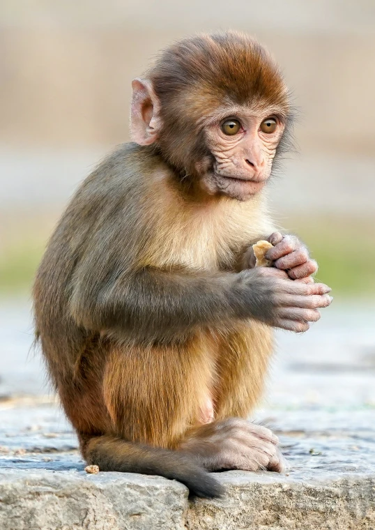 a small monkey is sitting on some rocks