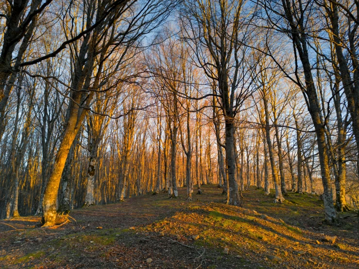 several trees and a few bushes in a wooded area