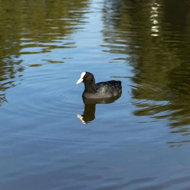 a black duck floating on top of water