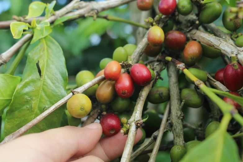 coffee beans are coming out of a tree nch