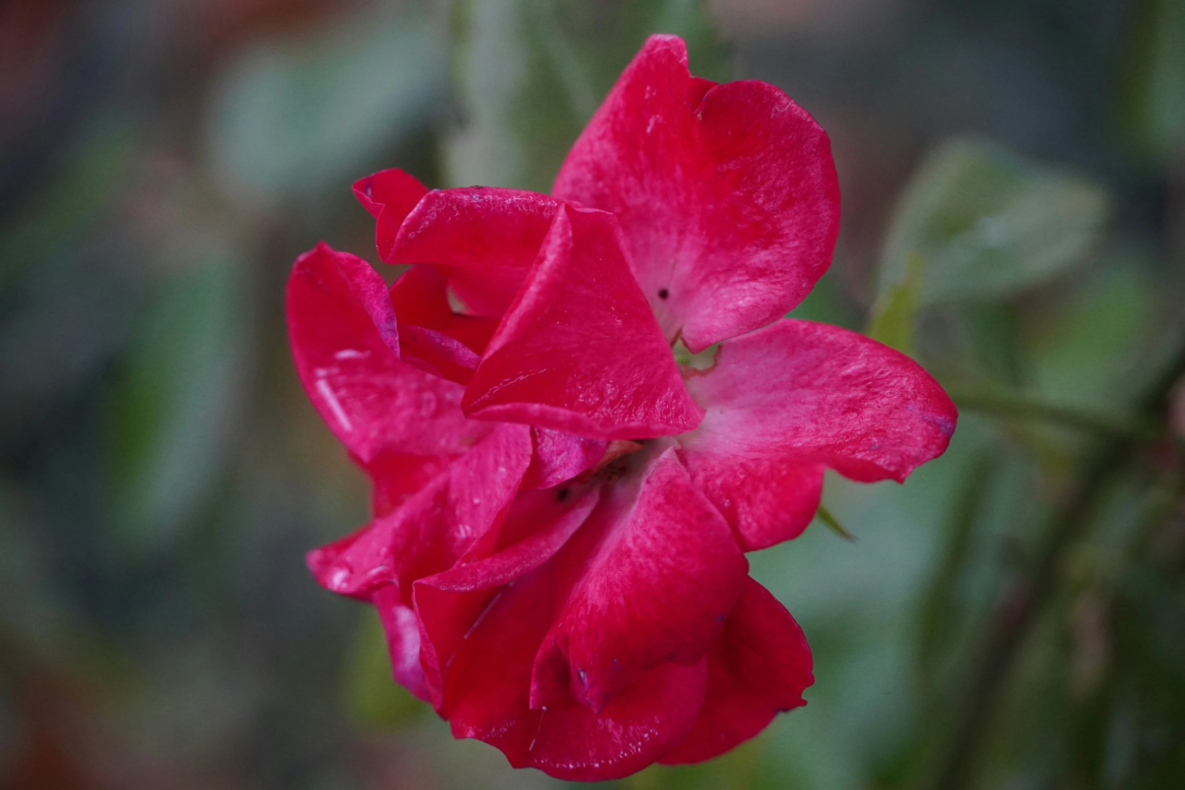 some red flowers in a big field