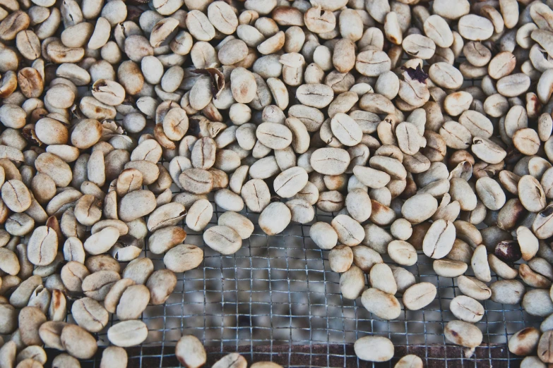 beans on a grill with netting and wire around them