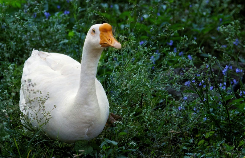 a goose walking through tall green grass near bushes