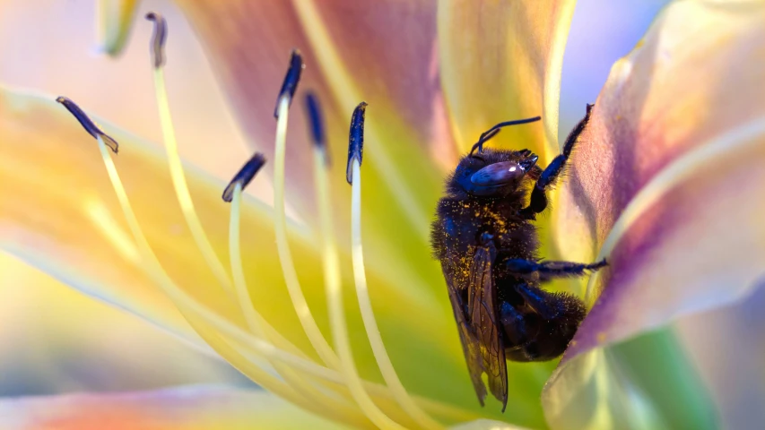 a bee on a flower with water drops on it