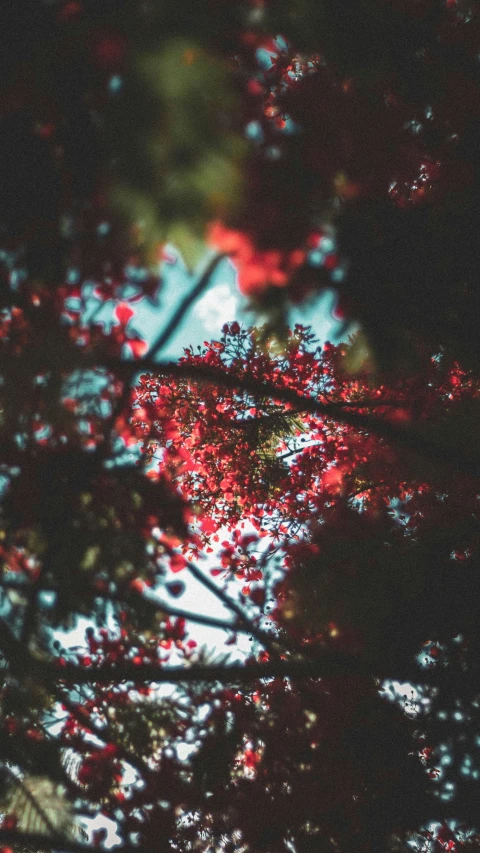 a red tree is shown with blurry leaves