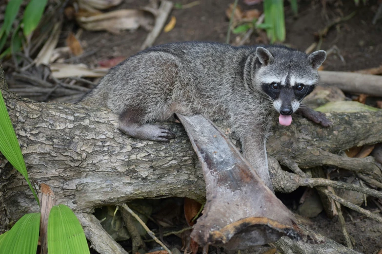 a little ra that is laying on a log