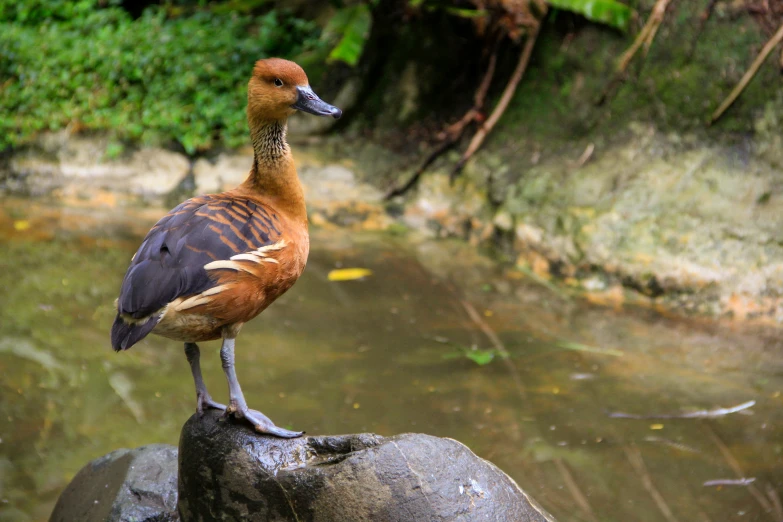 a small brown duck standing on top of a rock