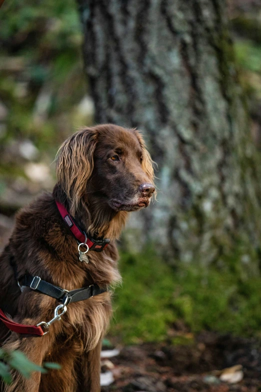 the dog is looking around in front of a tree