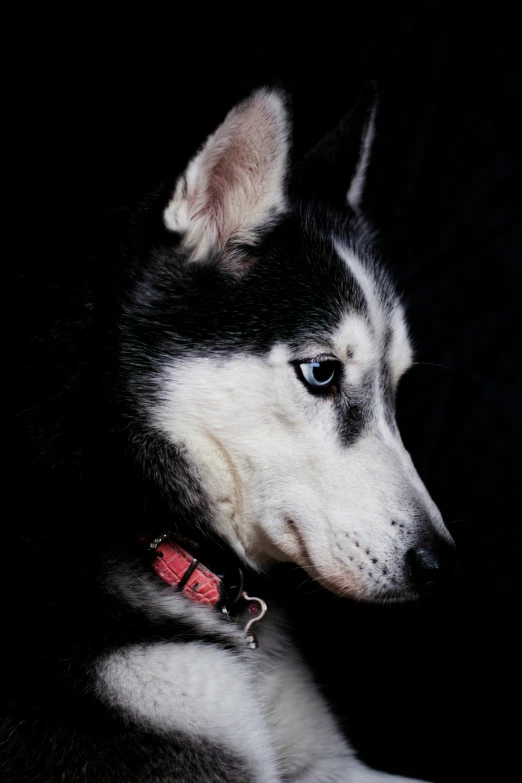 the large husky is laying on his side with its head close