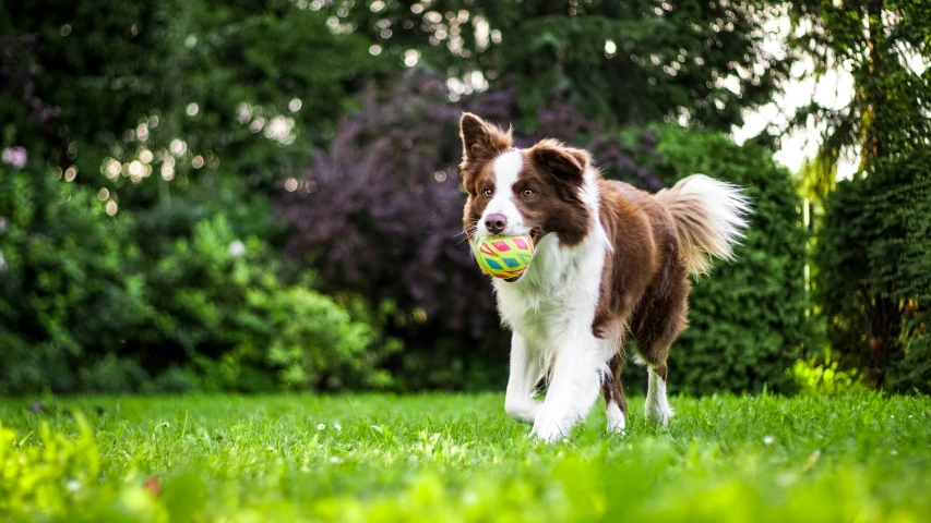 a brown and white dog carrying a ball in his mouth