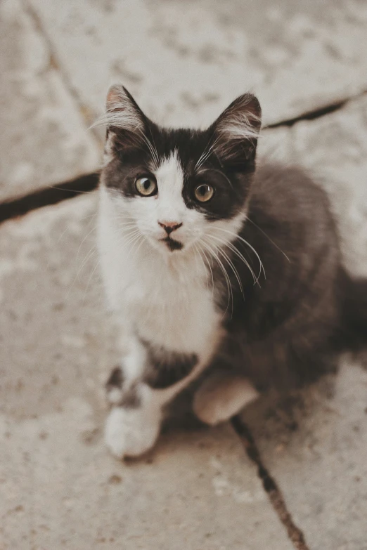 a black and white cat sitting on the ground