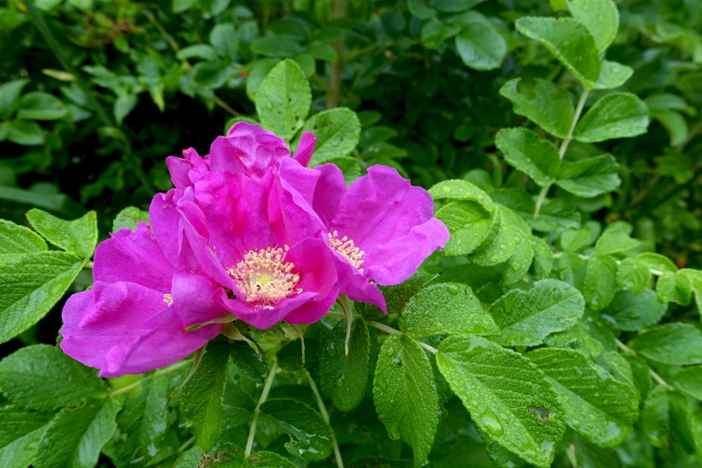 a purple flower sits on green leaves