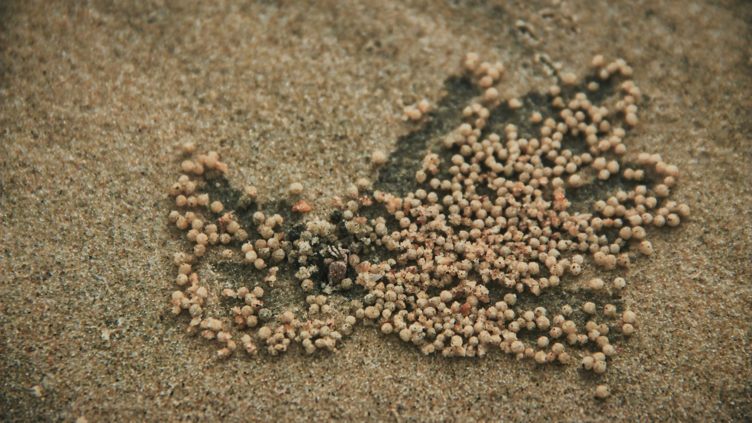 sand balls of various sizes on the beach