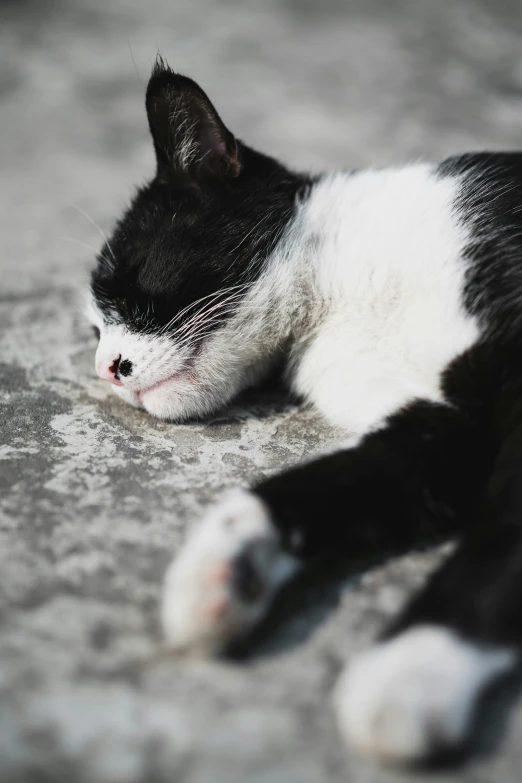 a black and white cat laying down on the ground
