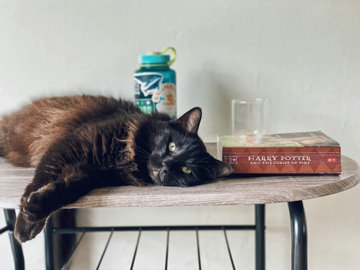 a cat laying on top of a wooden table next to two books