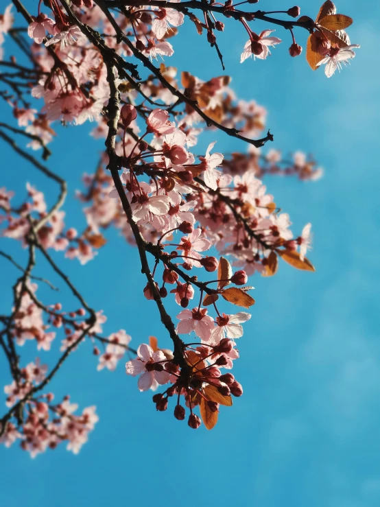 a view of some pink flowers on a tree nch