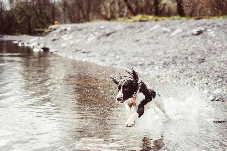 a dog runs through the water in a sandy area