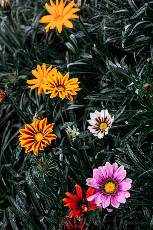 different colored flowers blooming in a field