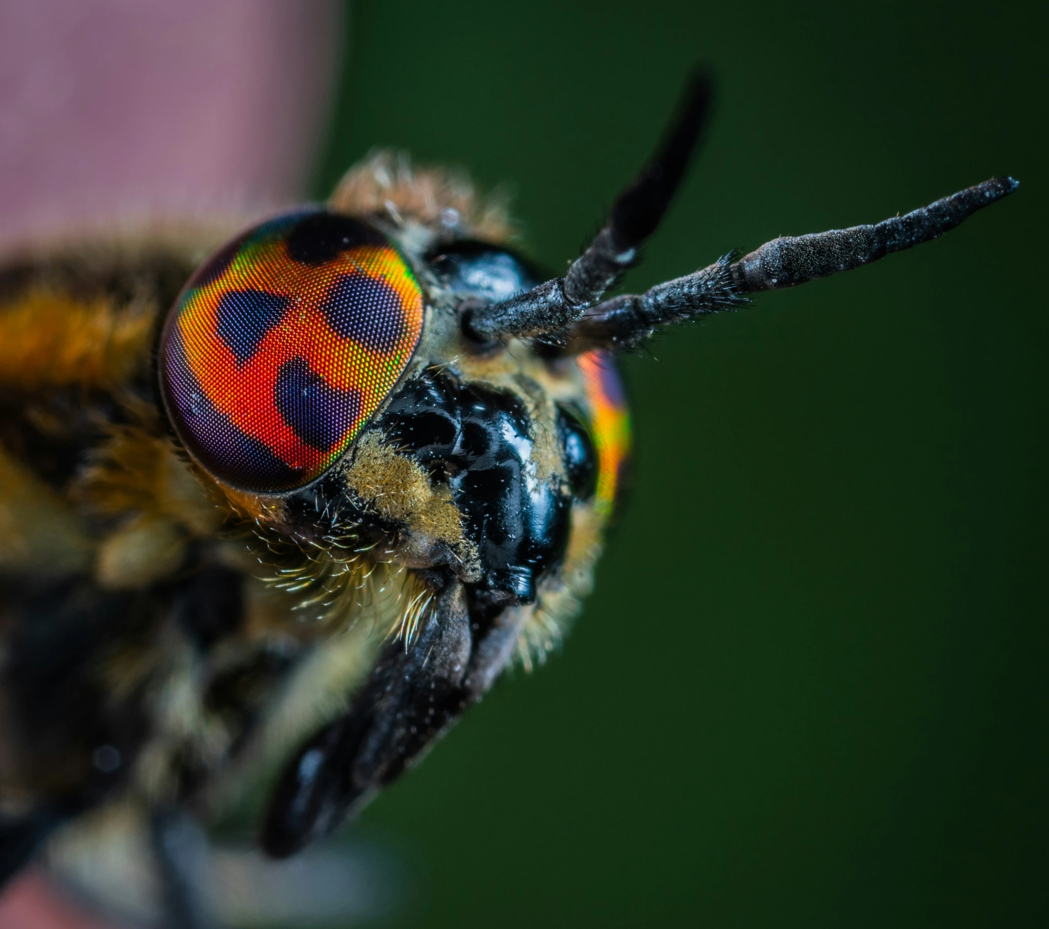 the close up view of a bee on the end of a finger