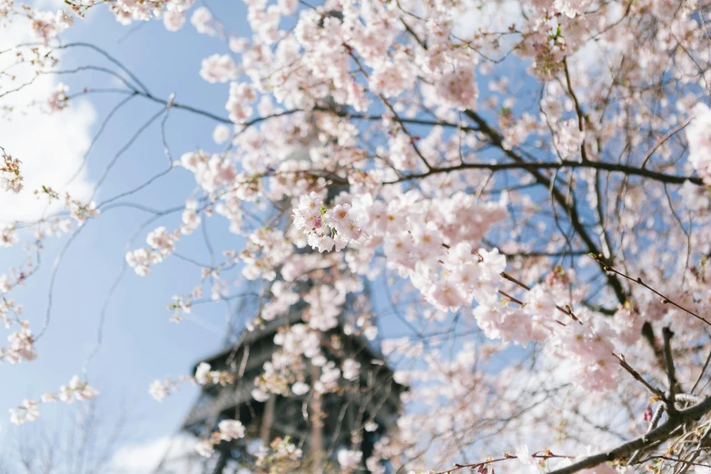 looking up into the sky past cherry blossoms