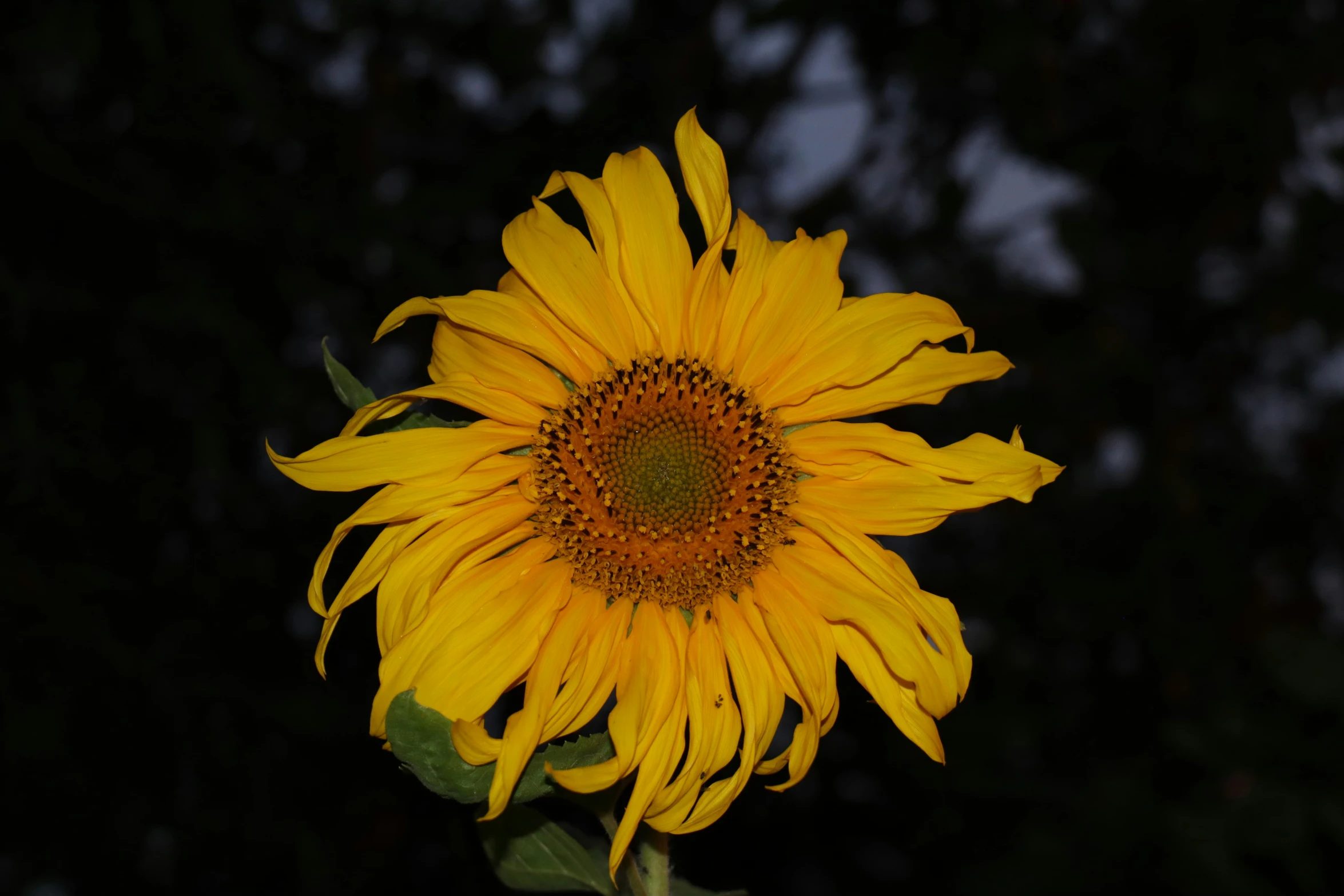 a sunflower sits in a vase on the outside