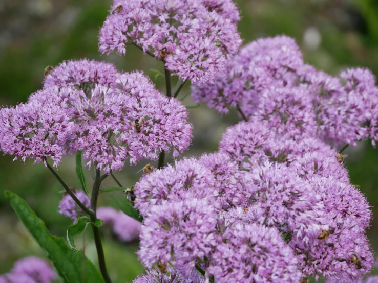 a group of purple flowers next to each other