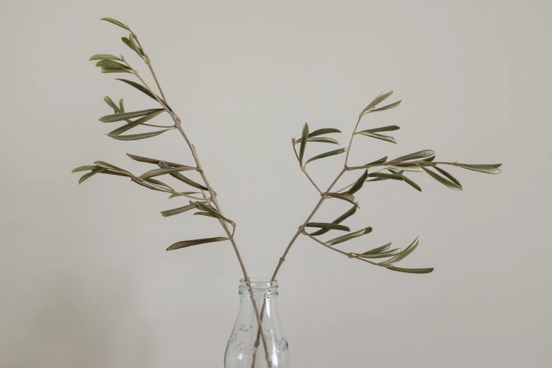 olive sprigs are in a clear vase on a table