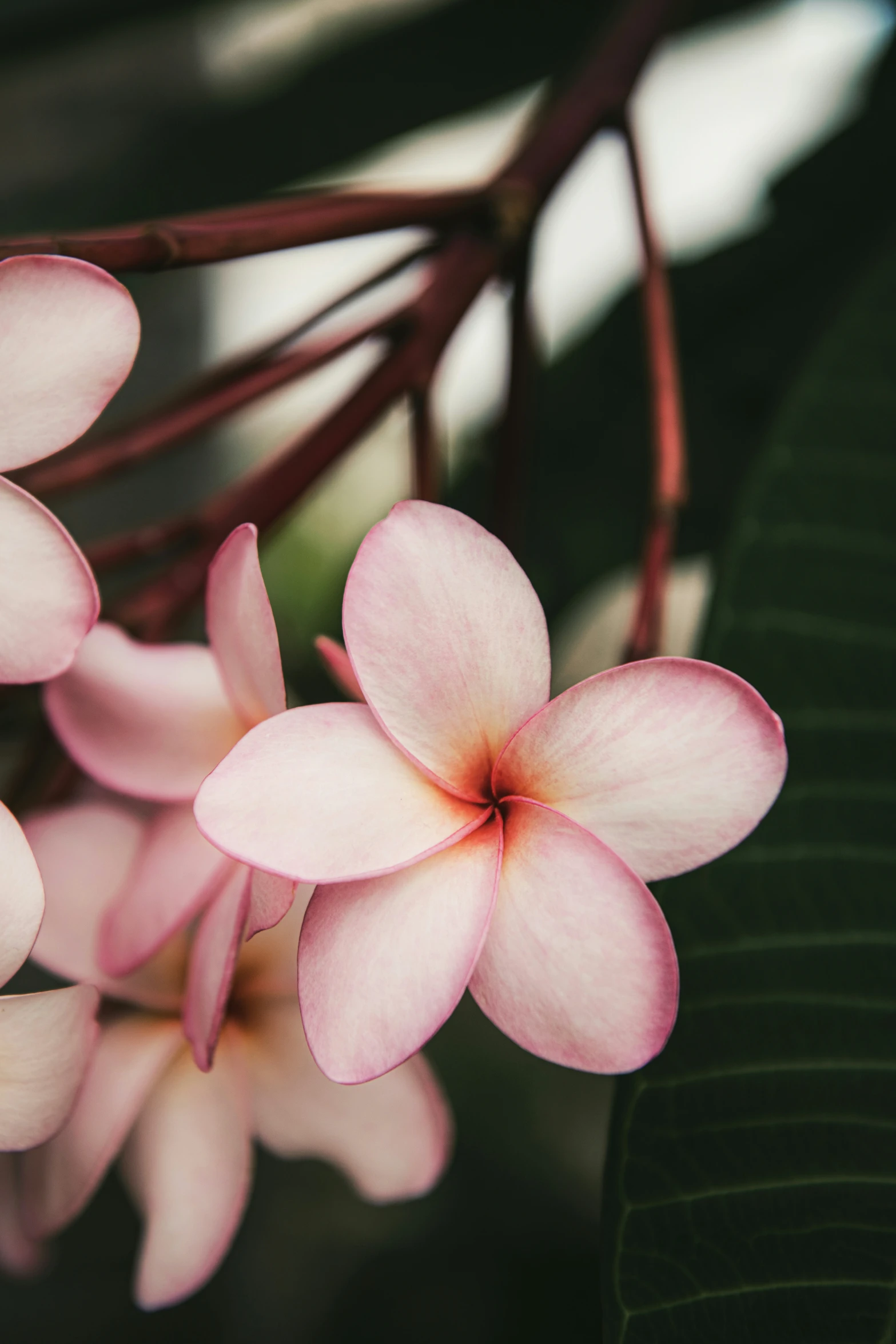 a close up of some pink flowers on a tree