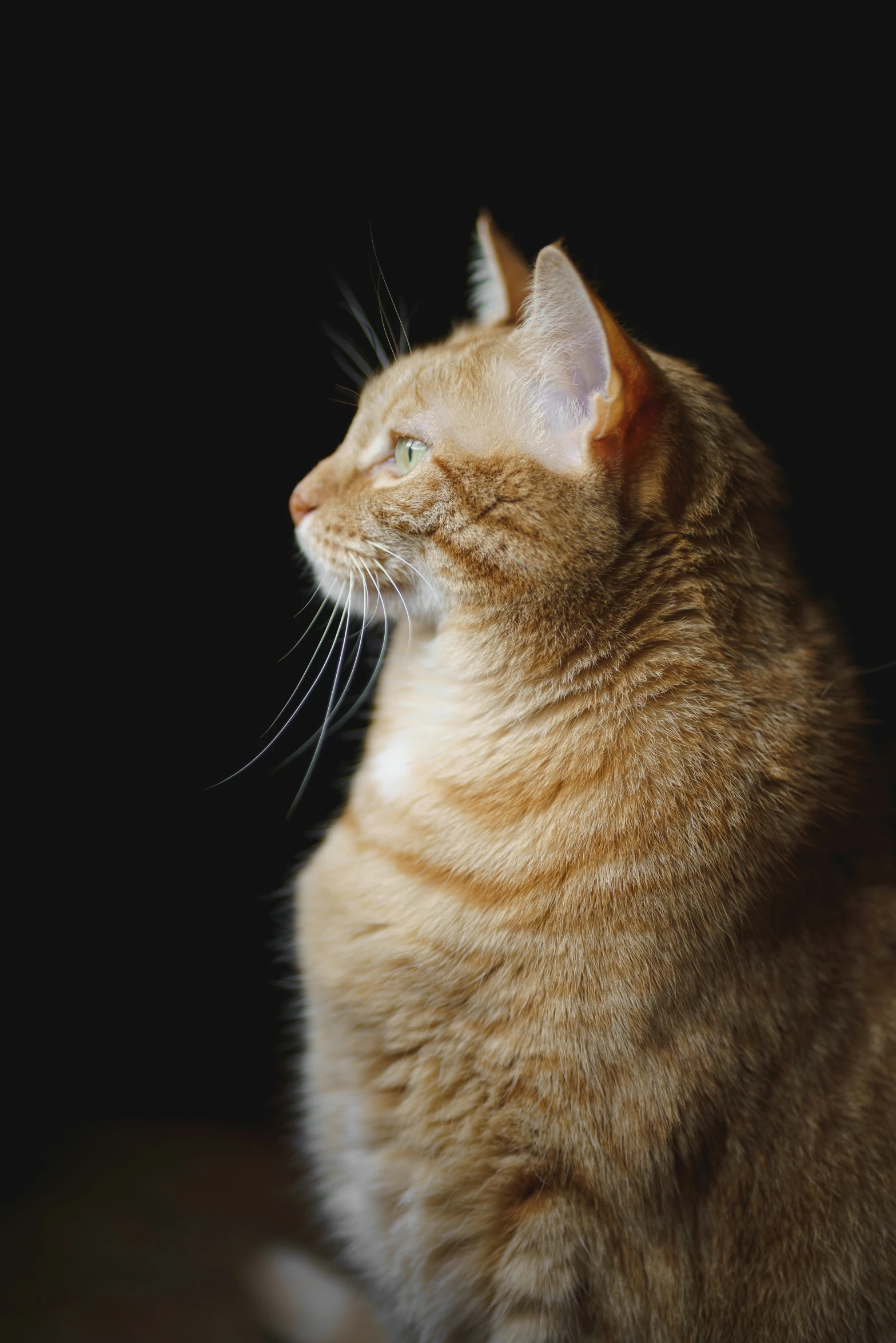 an orange tabby cat is facing away from the camera