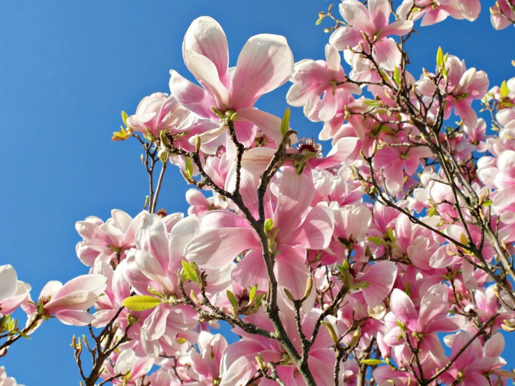 an image of the nches with pink flowers